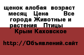 щенок алобая .возраст 1 месяц › Цена ­ 7 - Все города Животные и растения » Птицы   . Крым,Каховское